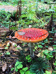 森林景观中的红毒蘑菇图片