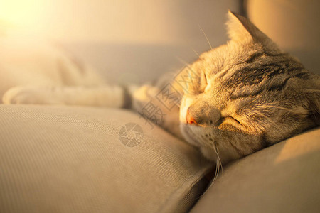 猫咪图片睡在沙发上的可爱猫背景