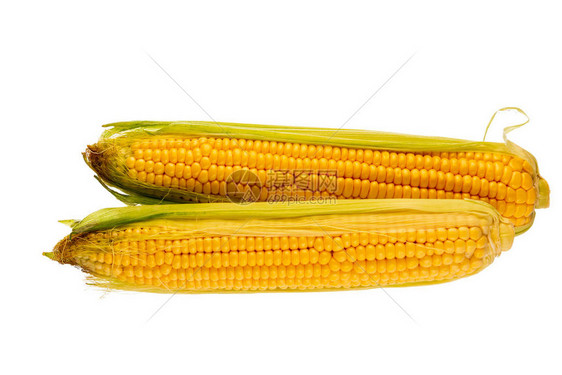 白色背景中的两根玉米棒图片