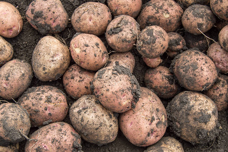 野外新鲜土豆的大丰收种植有机蔬菜和农业的概念等图片