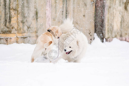 在雪地里玩耍的萨摩耶和拉布多犬图片