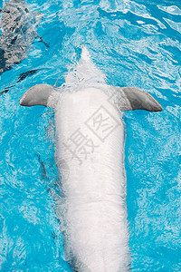 海豚在蓝水中腹部游泳海豚协助治图片