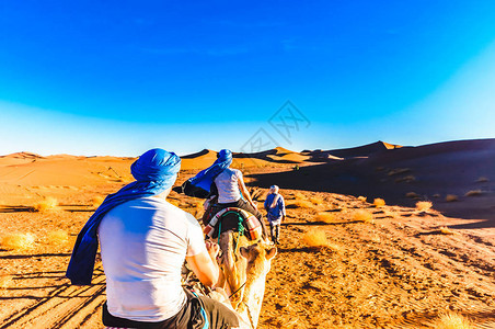 摩洛哥沙漠的骆驼在Mh图片