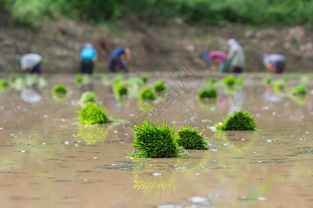 稻苗准备种植背景图片