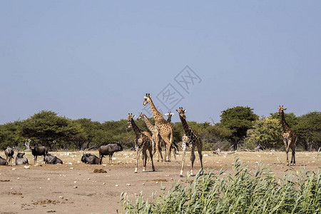 南非长颈鹿Giraffagiraffagiraffa纳米比亚Etos图片