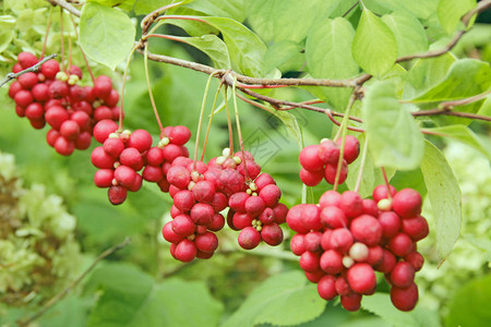 红五味子的枝条成串的成熟五味子有用植物的作物红五味子成排挂在绿枝上五味子植物图片