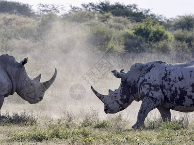 在博茨瓦纳打击南部白犀牛模姆图片