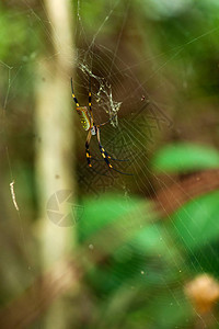 金丝质圆形金丝织物哥斯达黎加内比拉图片