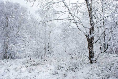 覆盖着白霜雾凇和雪的冬季树木图片