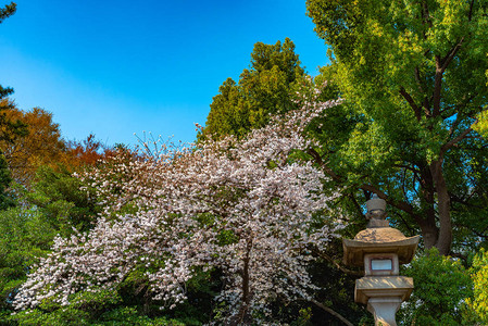 千鸟之渊季节风景高清图片