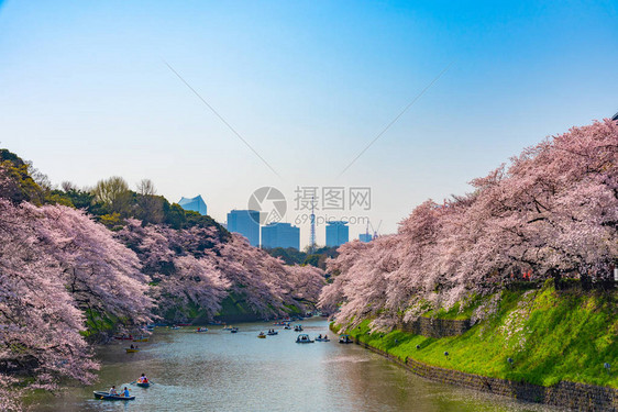 日本东京千鸟渊周围的樱花江户城的最北端现在是公园名称千鸟渊公园人们在千鸟渊公园图片