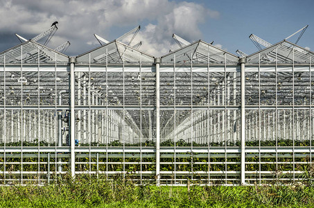 在荷兰辛格尔兰一个大型温室综合建筑群中图片
