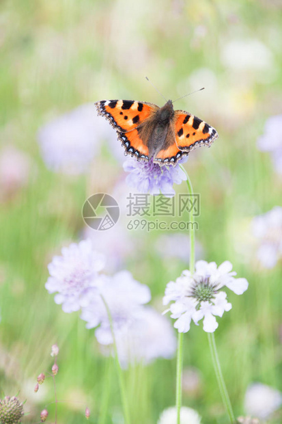 橙蝶在绿野采紫花粉图片