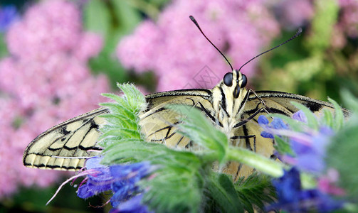 花上的蝴蝶开花的草地上的蝴蝶mach图片