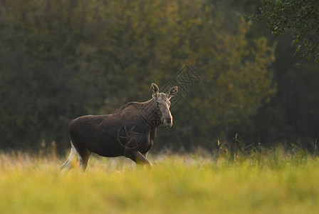 秋天自然栖息地的大驼鹿图片