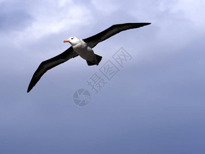 黑色飞行信天翁ThalassarchemelanophophrisHounders岛福克兰群岛图片