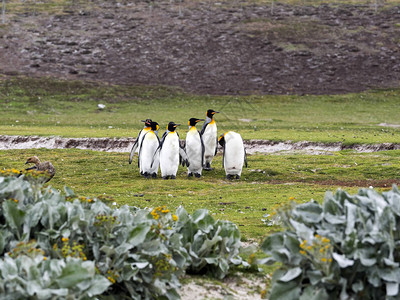 金企鹅集团福克兰群岛马尔维纳斯群岛志愿点的AptenodytesPata图片