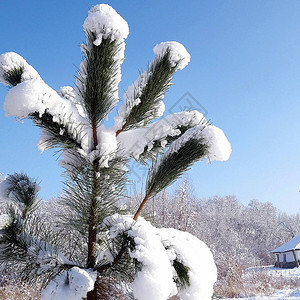 在阳光明媚的严寒冬日圣诞节自然和自然环境下雪时图片