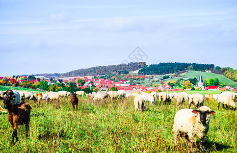 德国牧羊群和Benzingero图片