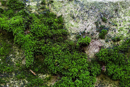 绿色植物背景纹理背景图片