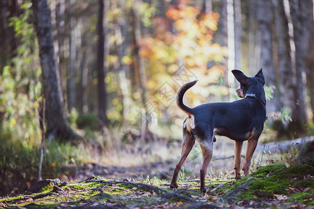 穿毛衣的时髦小狗和羊皮大衣在秋末的背景之下背景图片