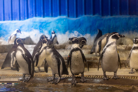 动物园水族馆温控室里的企鹅图片