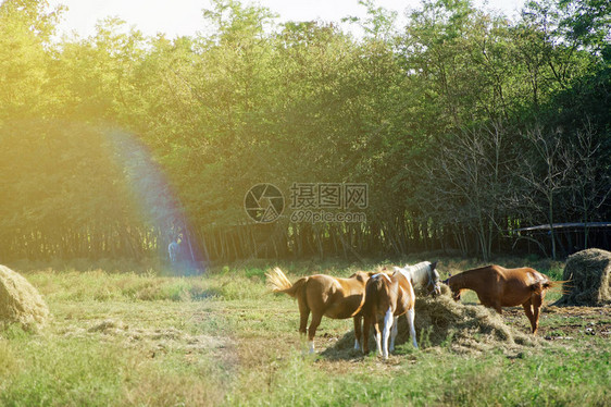 白棕马吃草中距离平移拍摄图片