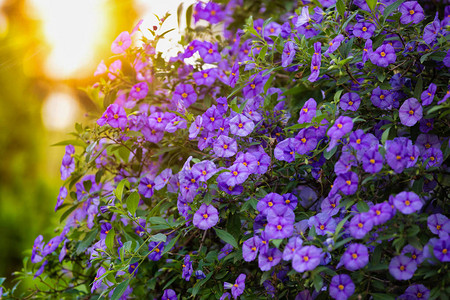 秋天花园中美丽的深紫蓝色花朵蓝土豆布什喷泉Lycianthesranton图片
