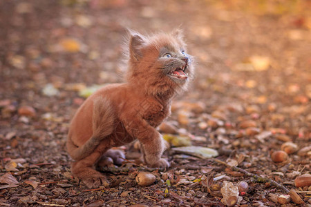 小猫在路上散步小猫在宠物与动物的秋天照片蓬松的烟熏猫图片