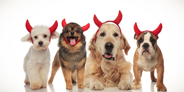 四只快乐的狗戴着魔鬼角为万圣节祈图片