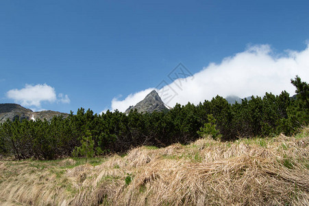 绿树和落基山脉的美景图片