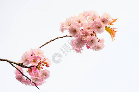 粉红樱花或樱花全盛开在白色背景和复制文本空间上隔离图片