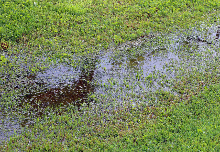 雷雨过后的湿地水坑图片