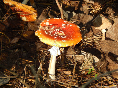 Amanita蘑菇生图片