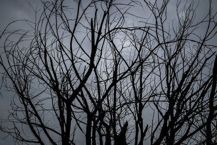 黑白的死树图片