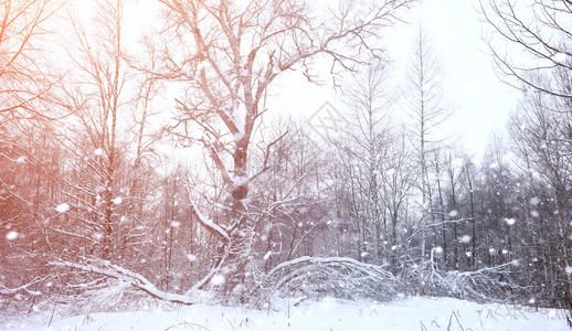 冬季风雪覆盖了大片土地冬天的公园在雪中图片