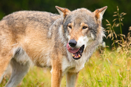 在森林中寻找敌人或猎物的夏季绿地里一只雄灰狼在舔图片