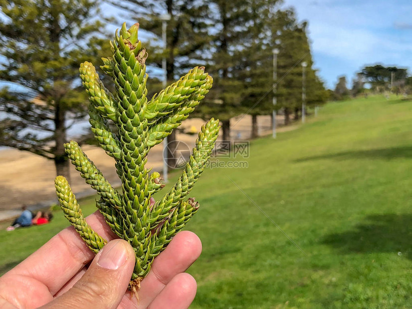 澳大利亚菲利普岛的松树枝图片