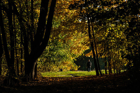 秋天森林里的黄枫胡同图片