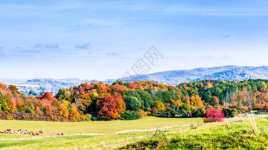 秋天Wernigerode对多彩树图片