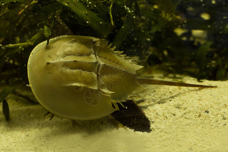 大西洋马蹄蟹美国马蹄蟹Limulusopyp图片