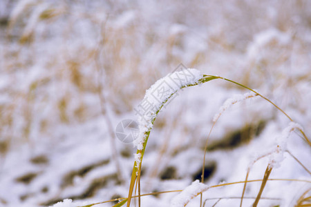 第一场雪把羽毛草茎掉到地上图片