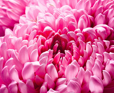 粉红色的菊花特写微距照片图片