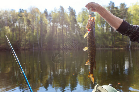 湖背景下渔夫手中的鱼梭图片