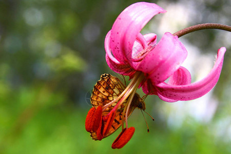 蝴蝶在粉红色的花朵特写图片