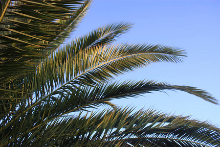 棕榈叶细节异国情调的热带丛林背景图片