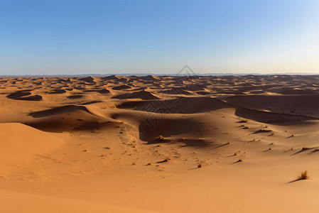 撒哈拉沙漠中的图片