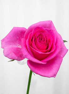 美丽的粉红色玫瑰花图片