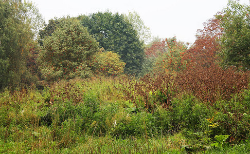 秋的有趣颜色秋天的欢乐色彩树和灌木沉入甜图片