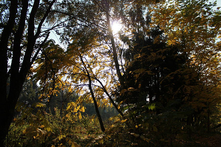 秋的有趣颜色秋的森林童话图片